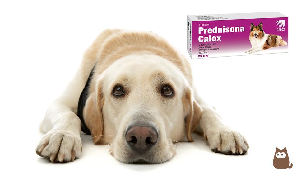 prednisolone 5mg chat prix