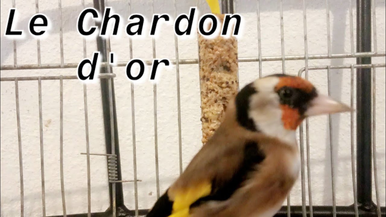 Acheter Ivermectine Pour Oiseaux