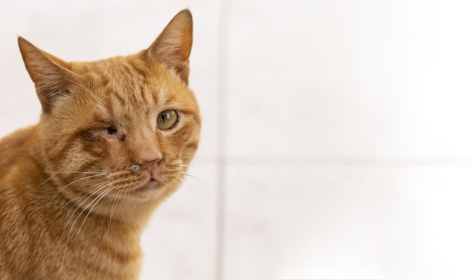 Achat amoxicilline chat