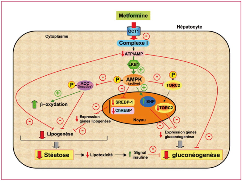 Commander du glucophage en ligne