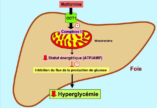 Generique du metformine generique du metformine