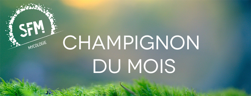 Fluconazole Pharmacie France