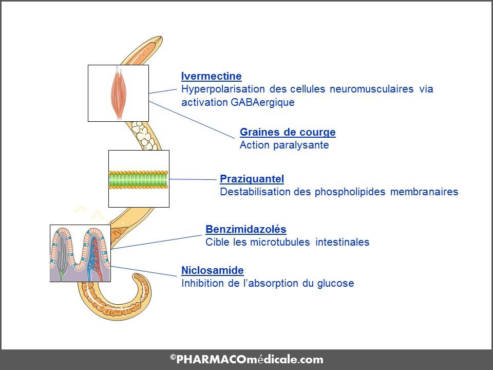 Mébendazole sans ordonnance Mébendazole sans ordonnance
