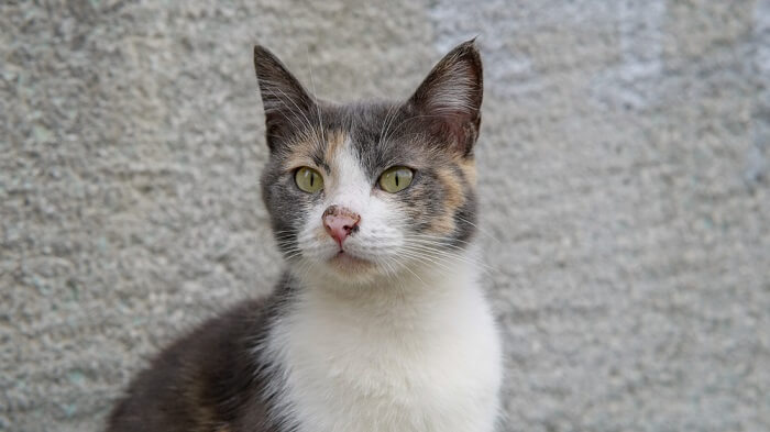 Doxycycline pour chat prix