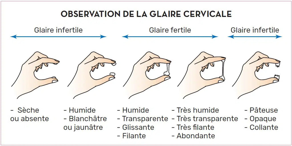 Clomid france