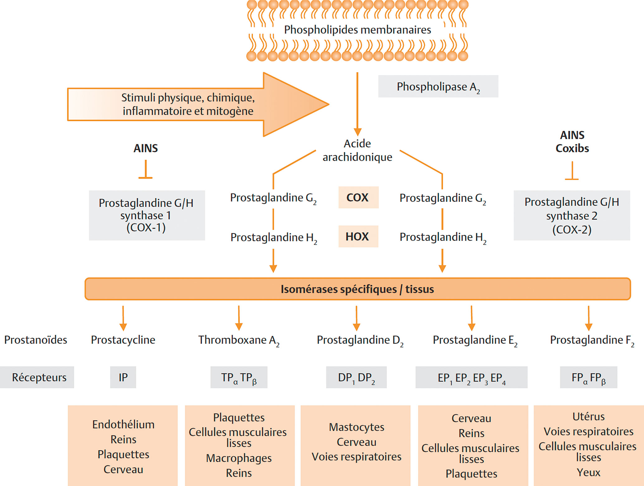 Prednisolone 20 mg generique solupred