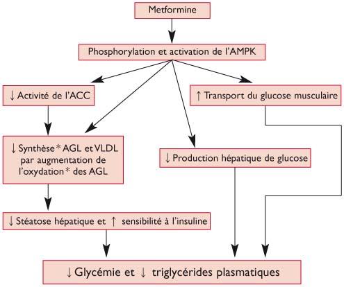 Metformin En Ligne