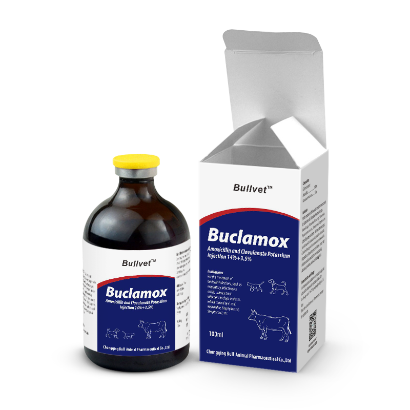 Amoxicilline pour chien prix