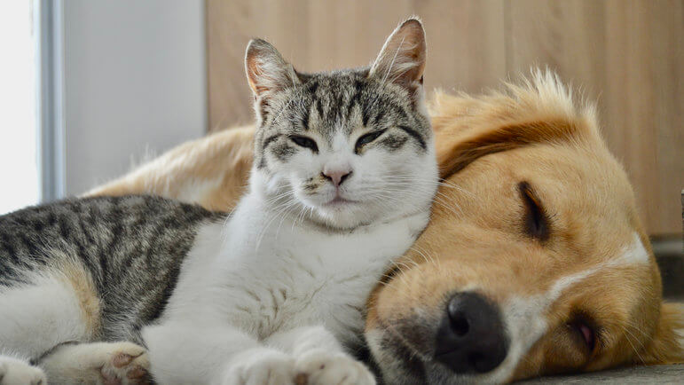 amoxicilline pour chat sans ordonnance