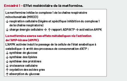 Coût Metformine