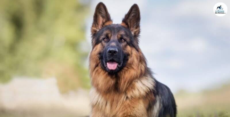 Tramadol Chien Prix