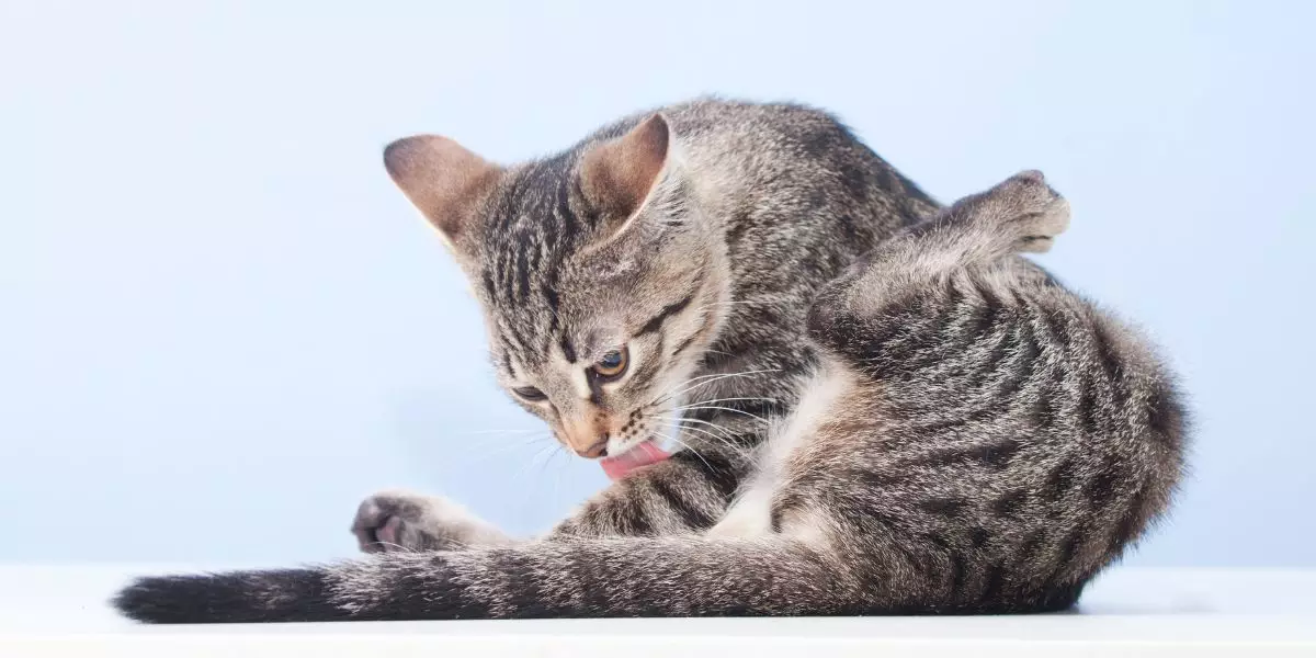 Achat amoxicilline chat Achat Amoxicilline Chat