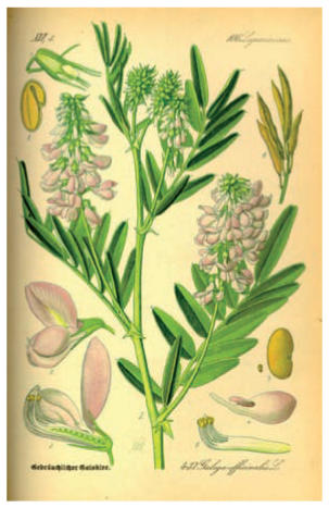 Ordre Glucophage