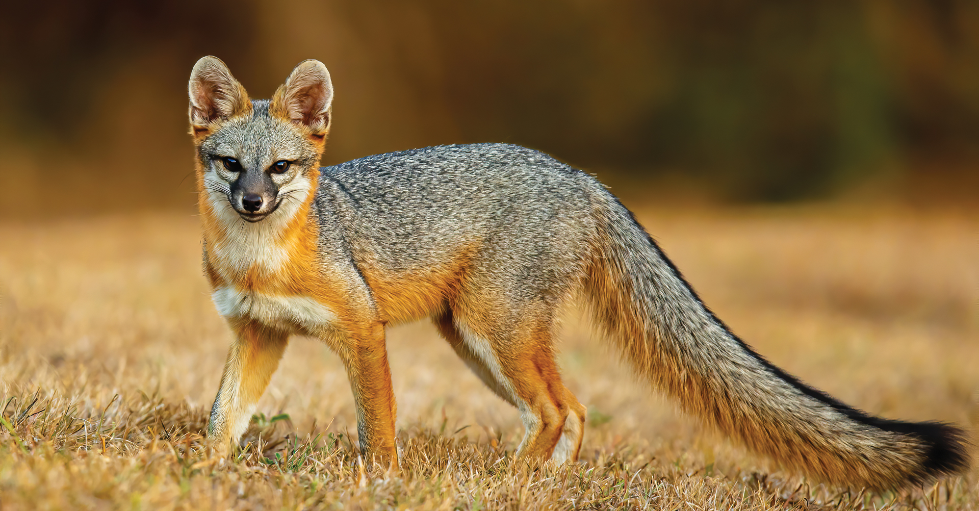 acheter clomid en espagne
