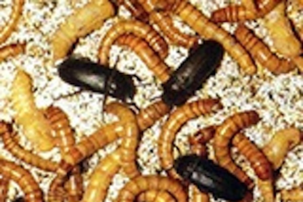 Coût du carisoprodol