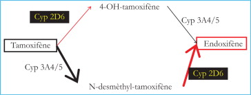 Coût du tamoxifen Coût Du Tamoxifen