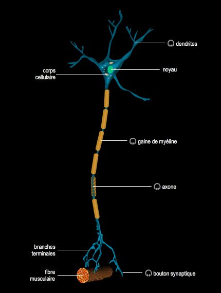 Acheter du carisoprodol en ligne