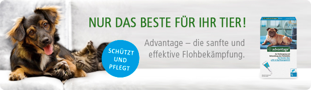Prednisolone vet online
