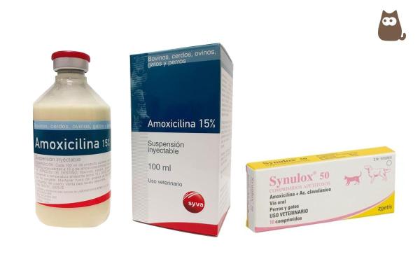 Acheter Amoxicilline Pour Chat
