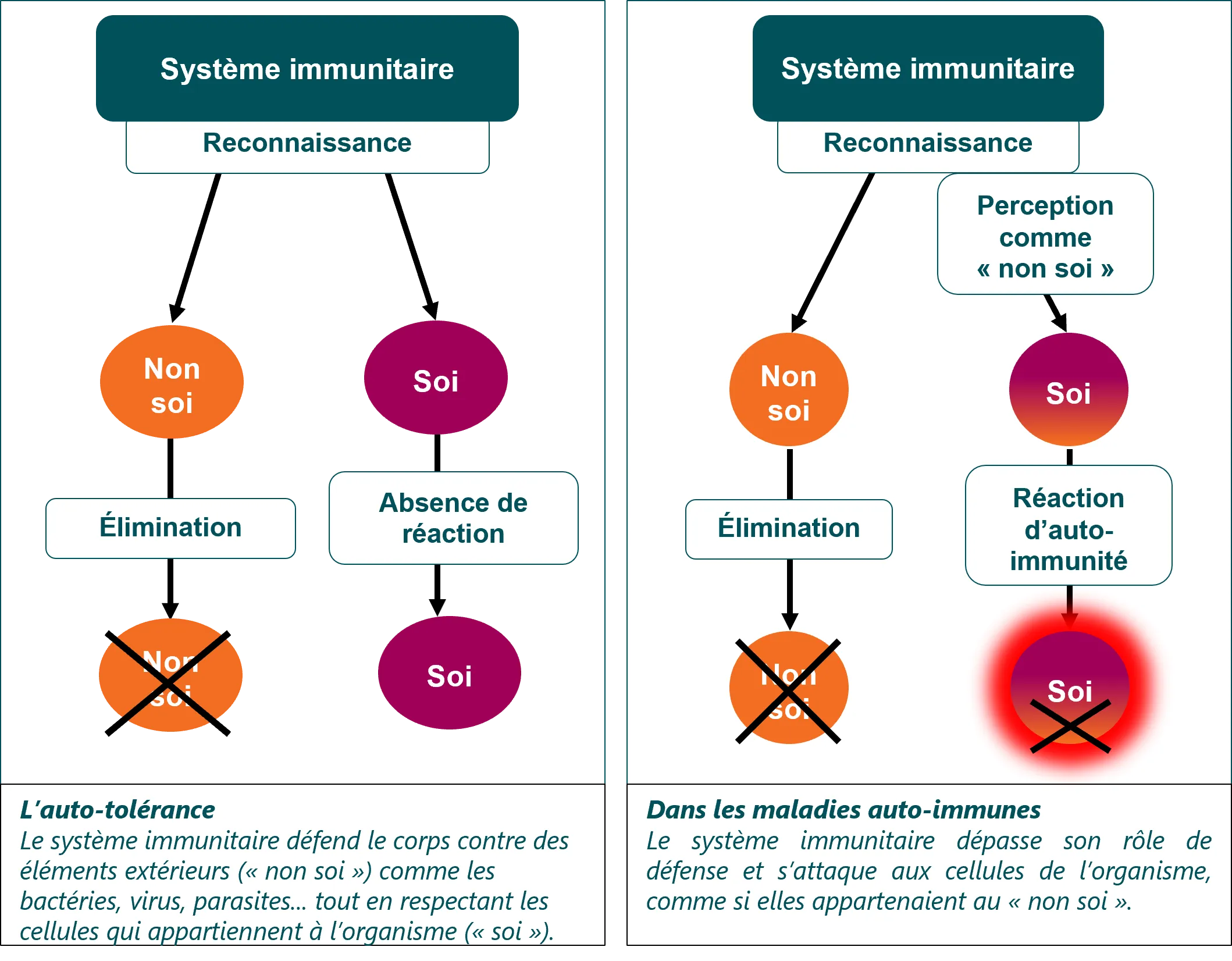 Médicament générique prednisolone