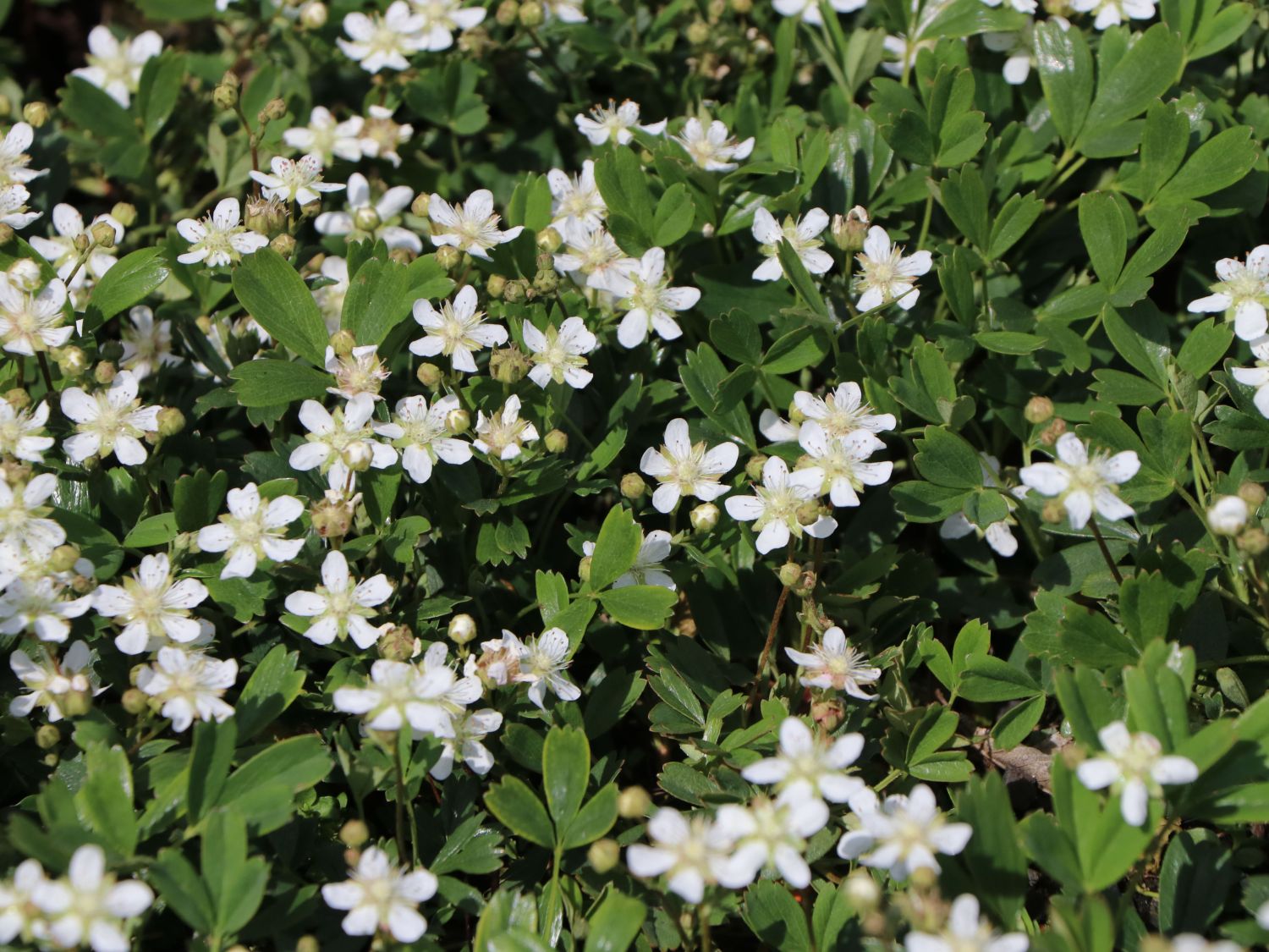 Nucynta Pilules