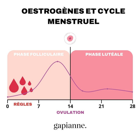 Oestrogènes Conjugués Pas Cher