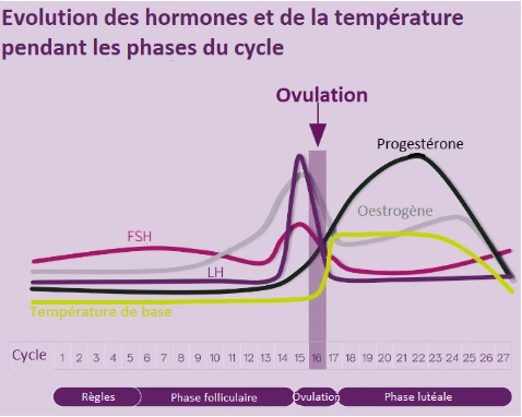 Ordre oestrogènes conjugués