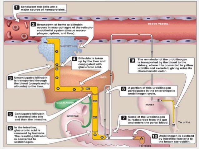 Stromectol 3 Mg Cpr