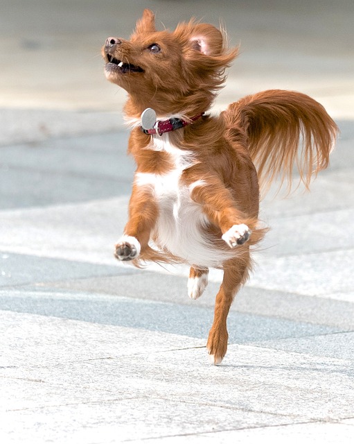 Valium chien prix